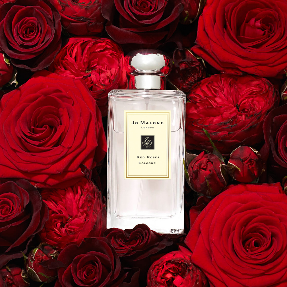 Red Roses Cologne